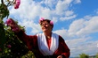 People gather roses in the early morning near the Bulgarian town of Strelcha, some 100 kil...