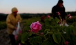 People gather roses in the early morning near the Bulgarian town of Strelcha, some 100 kil...