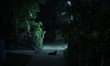 A wild Golden jackal enters the locality at night at Tehatta, Nadia, West Bengal, India on...