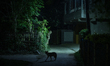 A wild Golden jackal enters the locality at night at Tehatta, Nadia, West Bengal, India on...