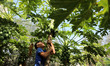 A Palestinian boy climbing the papaya tree, at a farm in Khan Yunis in the southern Gaza S...