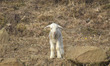 A lamb grazes on Zabarwan hills on the outskirts of Srinagar, Indian Administered Kashmir...