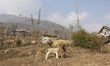 A mother sheep feeds her baby on the Zabarwan hills on the outskirts of Srinagar, Indian A...