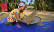 An Indian woman dries paddy after harvesting at a village in Nagaon District of Assam , In...