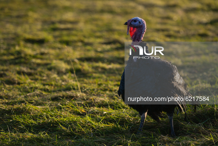 Free-Range Turkeys From Termonfeckin Farm Ready For Market