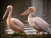 Pelicans stand in afternoon sunshine in St James's Park in London, England, on November 27, 2020. (