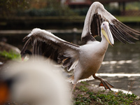 A pelican stretches its wings in afternoon sunshine in St James's Park in London, England, on November 27, 2020. (