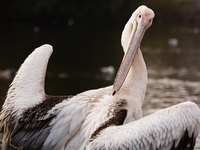 A pelican stretches its wings in afternoon sunshine in St James's Park in London, England, on November 27, 2020. (