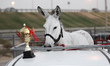 Bahrain , Saar - Donkeys race challenge between more than 15 donkeys organized by the owne...