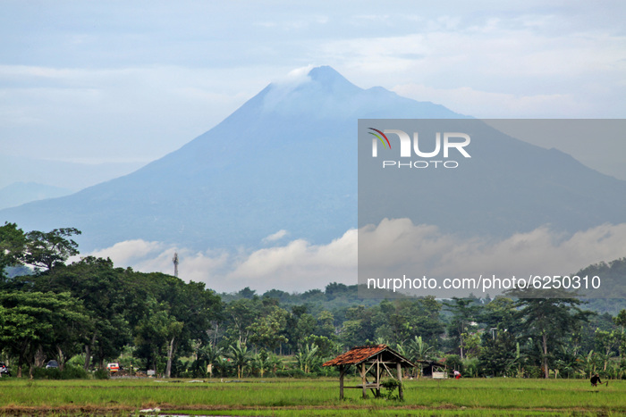 Agriculture In Indonesia Amid The Covid-19 Pandemic