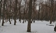 A man walks through a snow covered Nursery on the outskirts of Sopore town of district Bar...