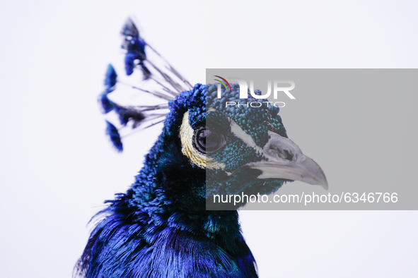 A peacock is seen against a snowy background in the Royal Baths park in Warsaw, Poland on January 13, 2021. Though temperatures normally rea...