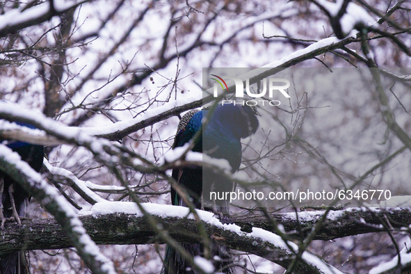 A peacock is seen in a tree in the Royal Baths park in Warsaw, Poland on January 13, 2021. Though temperatures normally reach below zero in...
