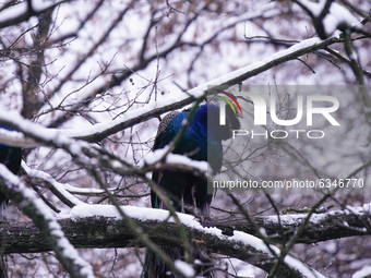 A peacock is seen in a tree in the Royal Baths park in Warsaw, Poland on January 13, 2021. Though temperatures normally reach below zero in...