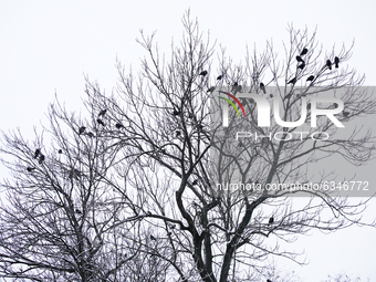 Crows are seen in a tree against a cloudy sky in Warsaw, Poland on January 13, 2021. Though temperatures normally reach below zero in Januar...