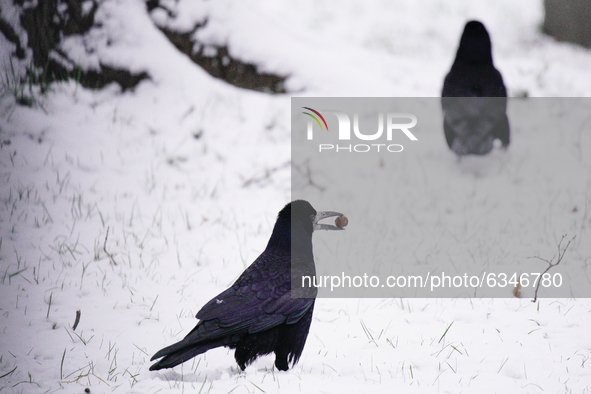 Crows are seen forraging for food on a snow covered grass field in Warsaw, Poland on January 13, 2021. Though temperatures normally reach be...
