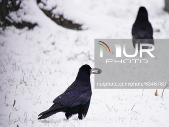 Crows are seen forraging for food on a snow covered grass field in Warsaw, Poland on January 13, 2021. Though temperatures normally reach be...