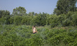 Palestinian boy playing between sprinklers in the town of Beit Lahia northern the Gaza str...