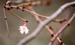 Blossom grows on a tree branch in snowfall in St James's Park in London, England, on Febru...