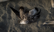 This photo taken on September 8, 2019 shows a dead seagull on the beach in Castel Volturno...
