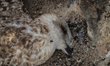 This photo taken on September 8, 2019 shows a dead seagull on the beach in Castel Volturno...