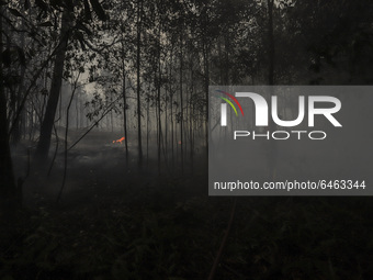 Forest and shrub fires in Batam Island, Riau Archipelago, Indonesia, on February 22, 2021 that occurred in a number of areas were thought to...
