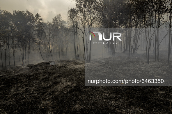 Forest and shrub fires in Batam Island, Riau Archipelago, Indonesia, on February 22, 2021 that occurred in a number of areas were thought to...