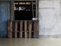A kitty stuck on the wooden fence during floods in Pebayuran sub-district, Bekasi regency, West Java, on February 22, 2021. Massive floods h...