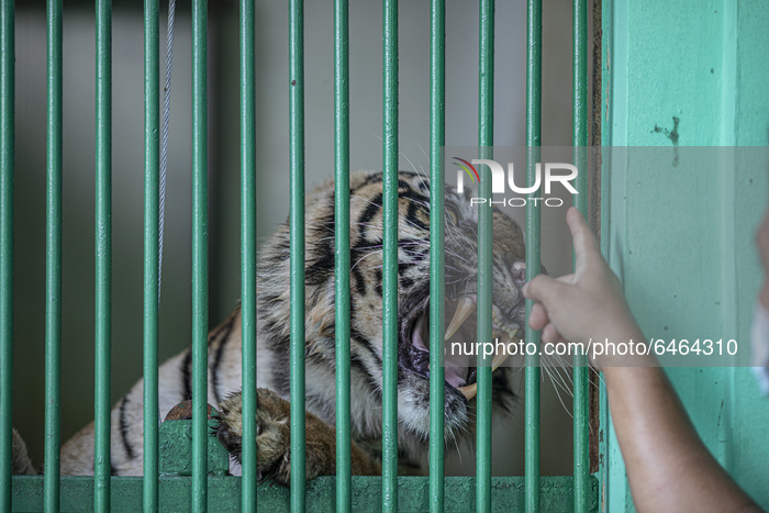 Animal Care At Ragunan Zoo During Covid-19 Pandemic In Indonesia