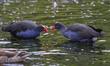 Pukekos (Porphyrio melanotus) at the Groynes park in Christchurch, New Zealand, on Februar...