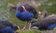 Pukekos (Porphyrio melanotus) at the Groynes park in Christchurch, New Zealand, on Februar...