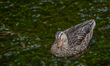 A duck swims in a lake at the Groynes park in Christchurch, New Zealand, on February 27, 2...