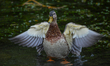 A duck swims in a lake at the Groynes park in Christchurch, New Zealand, on February 27, 2...