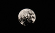Snow Moon of February 2021 rises behind trees in a park. The full moon of earth natural sa...