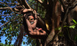 An indian sadhu performs yoga in tree,called 'Virrchhasan' as world celebrates Internation...