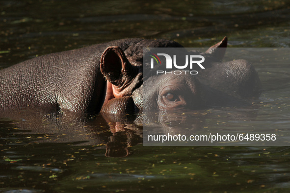 A hippopotamus inside an enclosure at the National Zoological Park on the occasion of World Wildlife Day in New Delhi, India on March 3, 202...