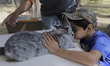A boy pets his rabbit after the application of the VEHC-T2 biologic against Rabbit Viral H...