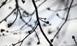Buds are seen on tree branches in Warsaw, Poland on March 28, 2021. 
