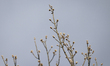 Buds are seen on tree branches in Warsaw, Poland on March 28, 2021. 
