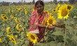 A daily wage laborer is seen inside the Sunflower agriculture farm inside the Odisha Unive...