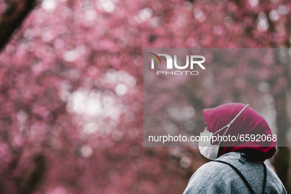 a woman with pink head scarf is seen under the cherry blossoms in Bonn, Germany on April 04, 2021 