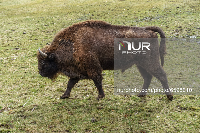 European Bison Show Reserve in Bialowieza
