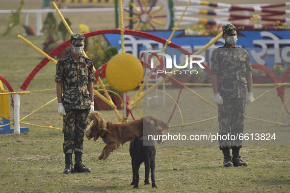 A Nepalese Army dog performs skill during Ghode Jatra or the 'Festival of Horse' celebrated at the Army Pavilion, Kathmandu, Nepal on Sunday...