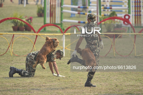 A Nepalese Army dog performs skill during Ghode Jatra or the 'Festival of Horse' celebrated at the Army Pavilion, Kathmandu, Nepal on Sunday...