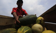 A farmer harvest a yellow cucumber also called timun suri from his plot of land in Kemang,...