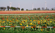 generl view of Tulip field in Grenvenbroich, Germany on April 23, 2021 