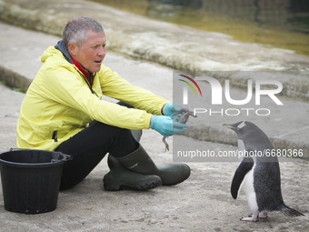 Scottish Liberal Democrat leader Willie Rennie feeds a group of penguins at Edinburgh Zoo on May 3, 2021 in Edinburgh, Scotland. As he conti...