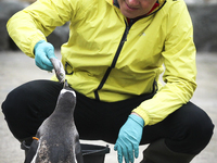 Scottish Liberal Democrat leader Willie Rennie plays with a group of penguins at Edinburgh Zoo on May 3, 2021 in Edinburgh, Scotland. As he...