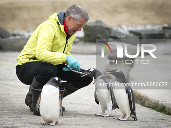 Scottish Liberal Democrat leader Willie Rennie plays with a group of penguins at Edinburgh Zoo on May 3, 2021 in Edinburgh, Scotland. As he...