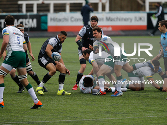    Nick Phipps passes during the Gallagher Premiership match between Newcastle Falcons and London Irish at Kingston Park, Newcastle on Satur...